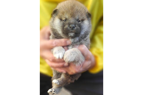 成約済の山梨県の柴犬-41306の2枚目